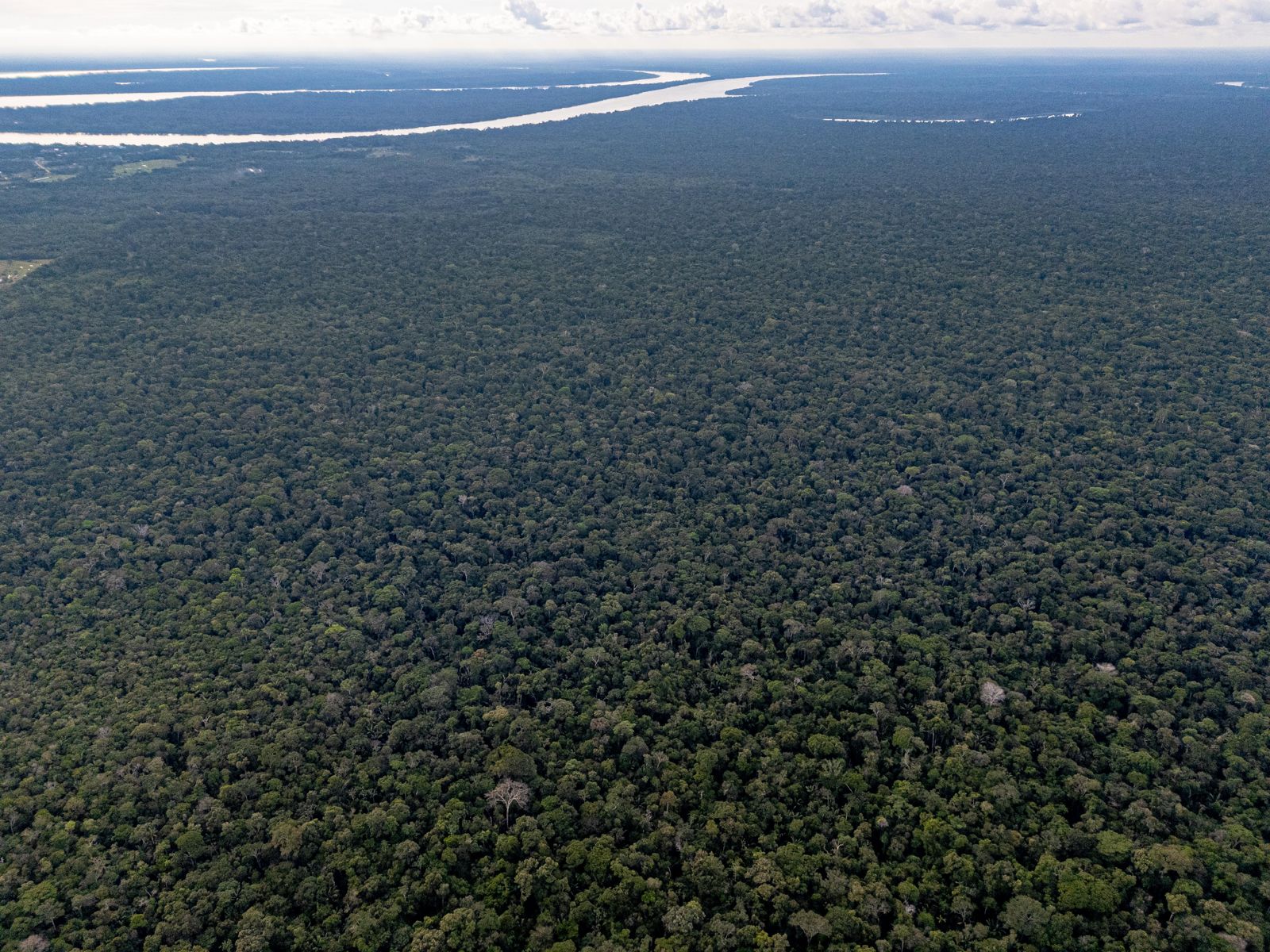 Unbroken canopy to the horizon, the river beyond, in daylight