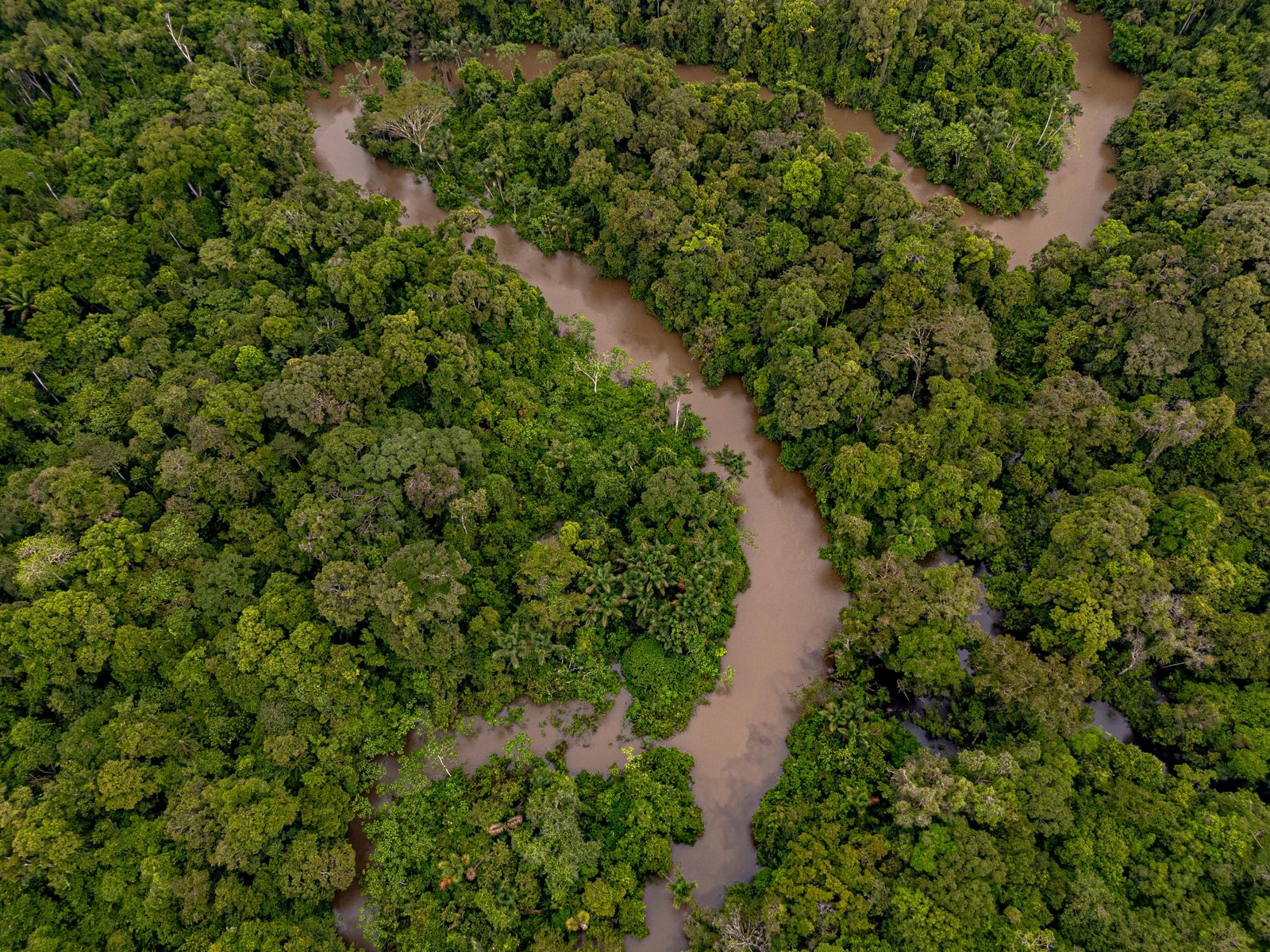 A river winding through closed canopy